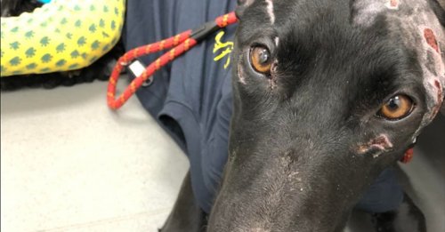 Plus de 10 000 euros de frais vétérinaires pour sauver un chien après qu’il se soit échappé d’un chenil non agréé