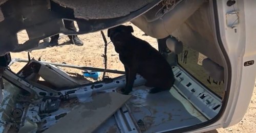 Ils attachent leur chien dans une carcasse de véhicule et le laissent livré à lui-même