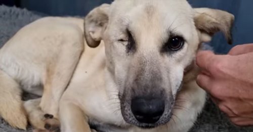 Une chienne combat une maladie grave de toutes ses forces et goûte pour la première fois au bonheur