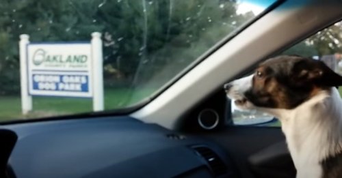 Un petit chien manifeste sa joie immense dès qu'il s'approche d'un parc canin (vidéo)