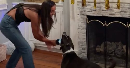 Un chien se prend au jeu du karaoké en duo avec sa maîtresse et cumule plus de 12 millions de vues sur TikTok (vidéo)