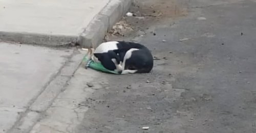 Jetée en pleine rue avec son sac de jouets, cette petite chienne a eu la chance de croiser la route d’une bonne âme qui lui a sauvé la vie