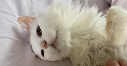 Ce chat de 22 ans a retrouvé une nouvelle jeunesse depuis qu’il a été adopté (vidéo)