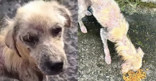 L'émouvante transformation d'un chien errant qui n'avait presque plus de fourrure et n'espérait plus grand chose de la vie