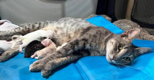 Une chatte errante découvre la bienveillance dans les bras de celle qui s'est occupée d’elle pendant sa grossesse