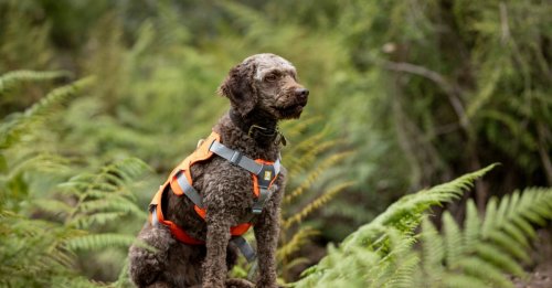 Un chien au flair incomparable repère un reptile dont l’espèce avait disparu depuis 50 ans