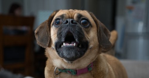 Absente pendant le couvre-feu, son chien la dénonce en aboyant toute la nuit et reçoit une amende de 135 euros