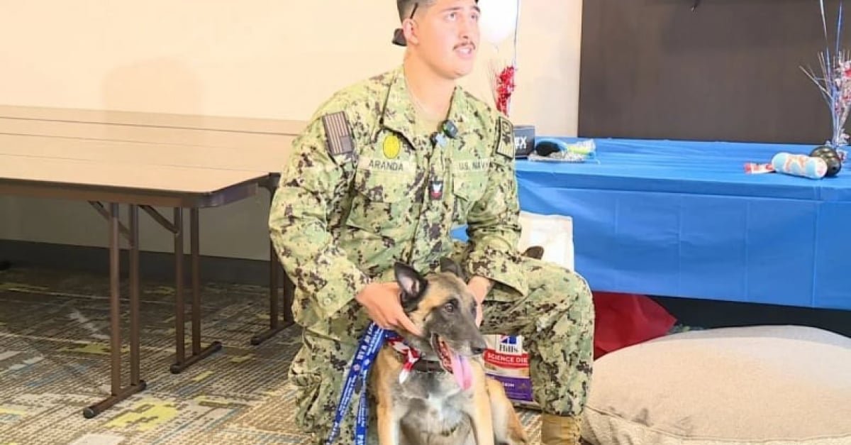 Réformé de l’armée suite à une blessure, cet ancien chien militaire retrouve son ancien maître-chien après un an et demi de séparation