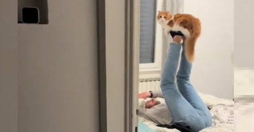 La réaction hilarante d'un chat contre sa maîtresse à qui il reproche d'avoir gâché son moment ludique avec son "papa" (vidéo)