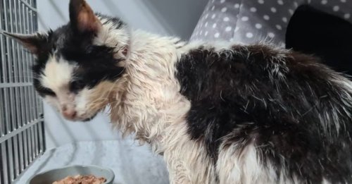 Une chatte de 25 ans est découverte mal en point par une passante ignorant qu'on la cherchait depuis 2 ans