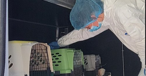 120 chats secourus alors qu’ils vivaient entassés dans un mobil-home insalubre : une saisie record pour l’association