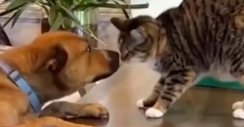 La vidéo émouvante d’un chien et d’un chat qui se retrouvent après un an de séparation