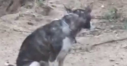 « Complètement brisée » et après une longue phase de rémission, une chienne utilisée par le passé pour les combats rencontre son papa pour toujours (vidéo)