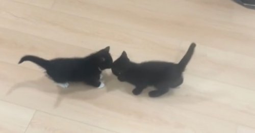 Séparées au refuge, deux sœurs chatons vivent des retrouvailles bouleversantes devant leur nouvelle famille (vidéo)