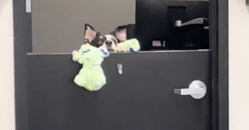 Un collègue un peu particulier lance ses jouets dans le couloir et espère fédérer les employés de sa société (vidéo)