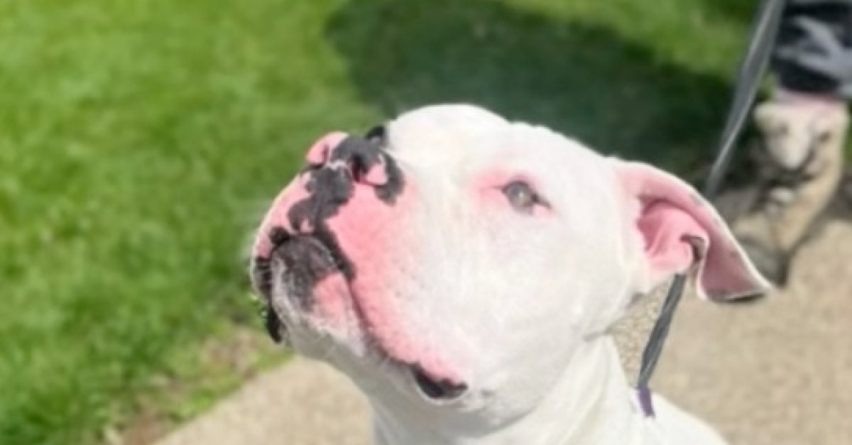 Présent depuis 18 mois au refuge, ce chien mesure sa chance de faire des sorties avec une bénévole sensible à son bien-être (vidéo)