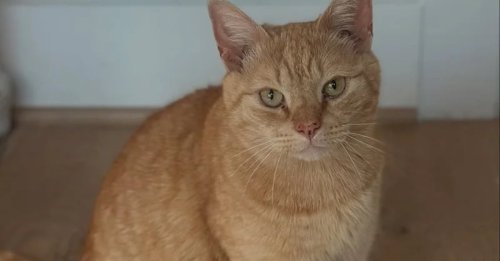 Prêt à en finir avec l'errance, un chat élit domicile sous le porche d'une inconnue qui l'aide dans sa transition vers la vie de matou d'intérieur