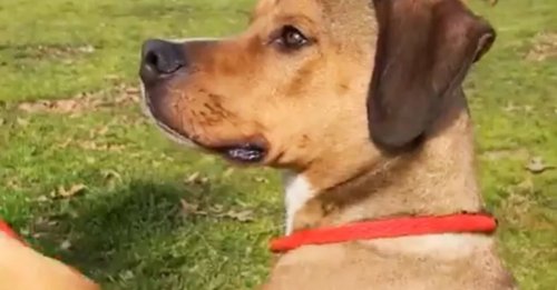Alors qu’il a donné son sang pour sauver des vies, ce chien risque d’être euthanasié (vidéo)
