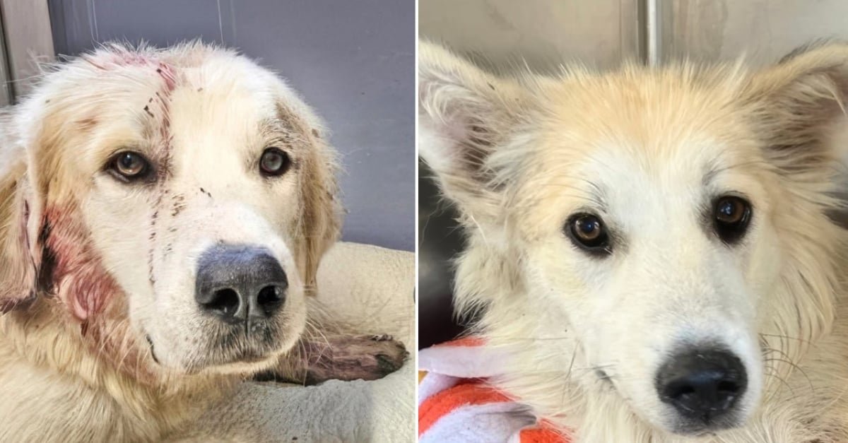 Blessé par balle par un agriculteur mécontent de trouver un chien errant sur son terrain, Reed a pu compter sur l’aide précieuse d’une bonne âme canine