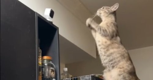 Ce chat à qui la maîtresse manque terriblement monte sur le réfrigérateur et agite les pattes pour une raison émouvante (vidéo)