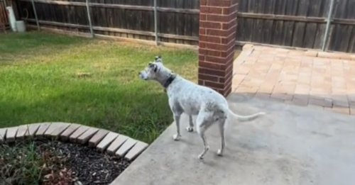 Le moment joyeux où un chien habitué à la vie en appartement découvre sa nouvelle maison avec jardin (vidéo)
