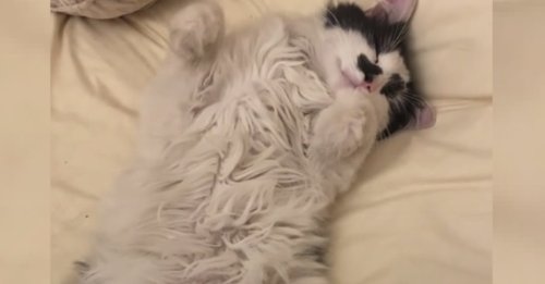 Une femme découvre un chat endormi dans son lit, sans savoir qu’il va l’aider à surmonter les 2 épreuves de deuil qu'elle doit traverser (vidéo)