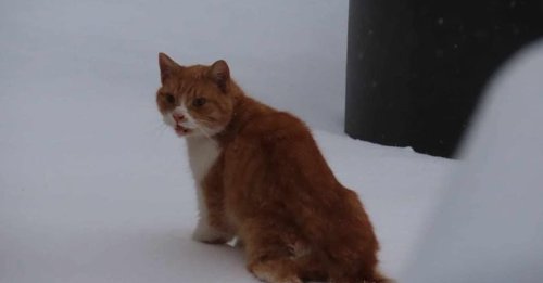 Un enfant de 12 ans bouleversé en voyant un chat aveugle coincé dans la neige prend les choses en main