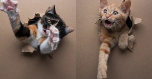 Un photographe perce un simple trou dans du papier, les chatons s’en donnent à cœur joie et la séance photo fait sensation (vidéo)