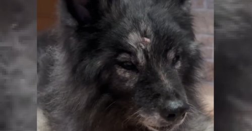 La vidéo poignante d'une chienne séniore inconsolable pleurant la disparition de sa fille