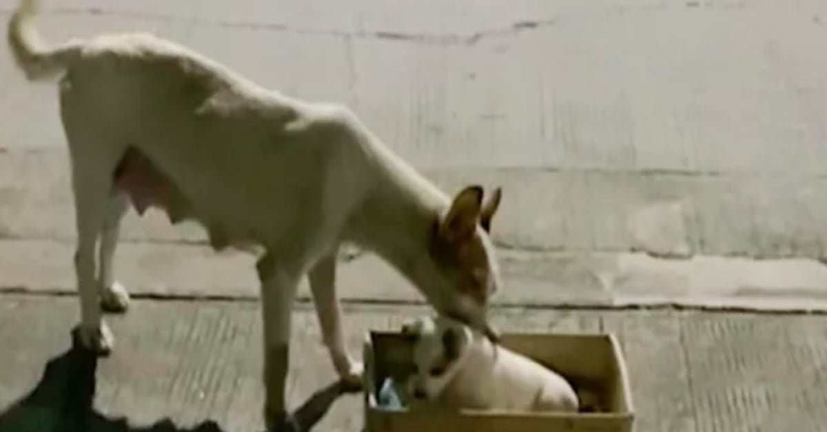Angoissée par les humains, cette chienne brave sa peur pour sauver son chiot renversé par une voiture