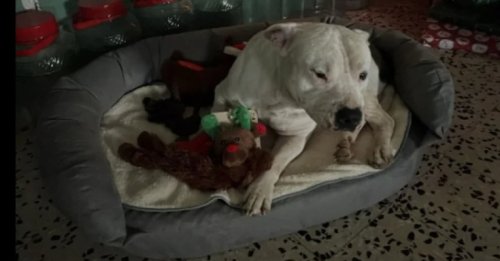 Tombée sous le charme d’un chien vivant dans la rue, cette femme est prête à donner 50 000 euros à ses maîtres pour obtenir un droit d’adoption