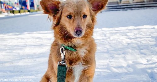 En Ukraine, cette chienne errante menacée par le passé a été confrontée à un échec d’adoption avant de rencontrer sa famille pour la vie (vidéo)
