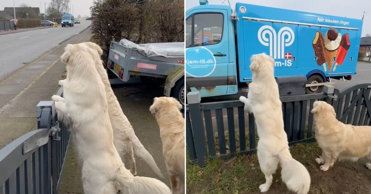 Tous les samedis, ces 3 Golden Retrievers attendent avec impatience leur livraison personnelle de glaces (vidéo)