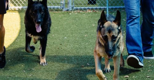 Admises au refuge à l’âge de 8 ans, 2 chiennes soudées tentent de séduire les adoptants potentiels (vidéo)