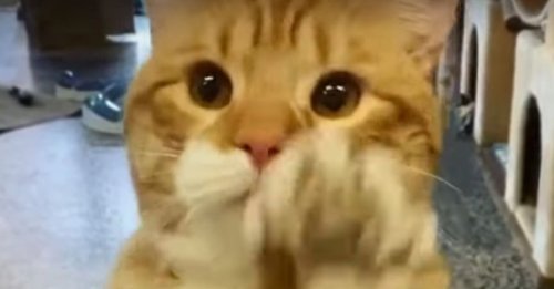 Un chat salue tous les visiteurs du refuge en espérant être adopté