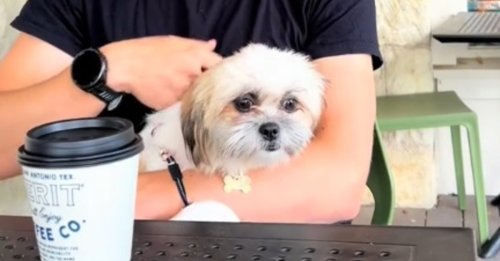 Une chienne abandonnée sous une autoroute voit son destin basculer grâce à des femmes au grand coeur (vidéo)