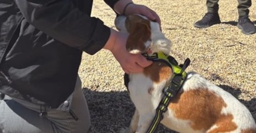 Prisonnière d’un laboratoire depuis sa naissance, cette chienne découvre enfin l'amour et la chaleur d’un foyer aimant