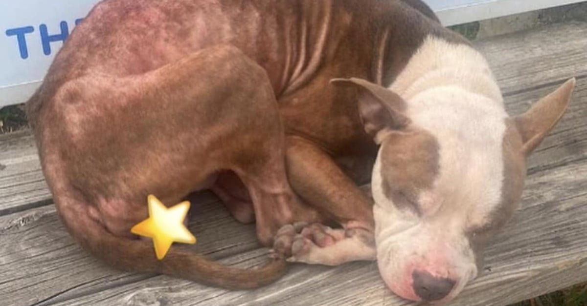 Ce chien maigre et grelottant sur un banc ne croyait plus en rien, jusqu’à ce qu’un inconnu change sa vie à jamais