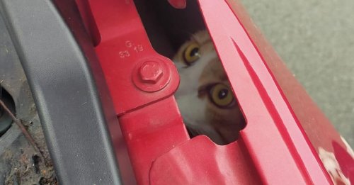 Coincée dans un moteur de voiture, cette chatte a poussé des miaulements désespérés dans l’espoir qu’une âme charitable vienne la sauver
