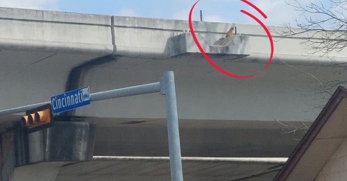 Un chat perdu depuis des jours se retrouve bloqué au bord d'un pont et attend une fin heureuse