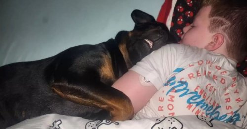 Cette chienne affectueuse s’endort chaque soir dans les bras de son petit frère humain