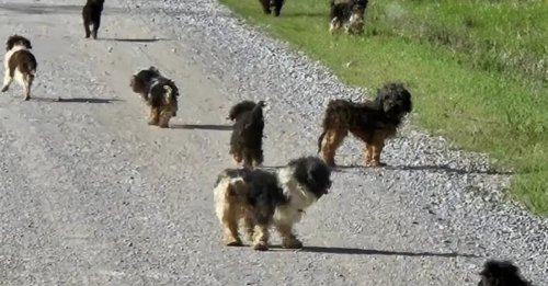 Perdus en pleine forêt, 12 chiens croisés Caniches issus d'une usine à chiots étaient voués à disparaître dans l’indifférence avant leur découverte par un automobiliste