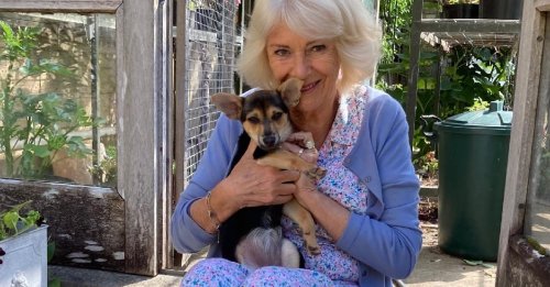 Camilla, reine consort du Royaume-Uni, présente officiellement sa nouvelle chienne adoptée dans un refuge