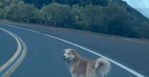 Un chien est découvert en haut d’une montagne, où il a été abandonné (vidéo)
