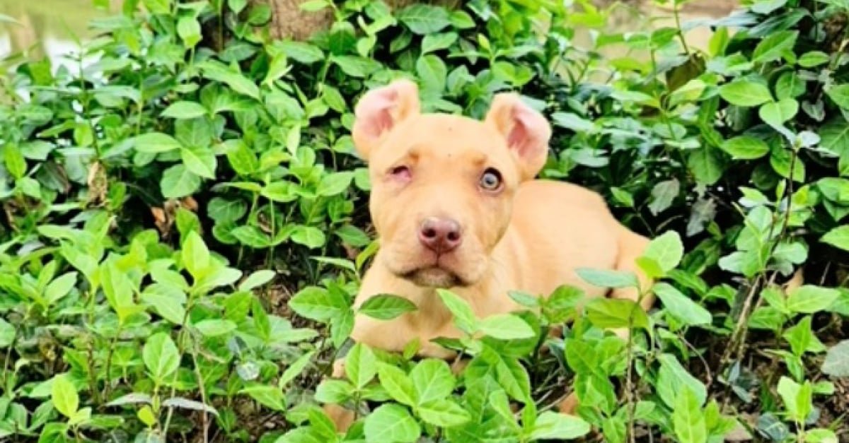 Jeté dans un fossé, ce chiot borgne trouve enfin sa place dans une famille aimante (vidéo)