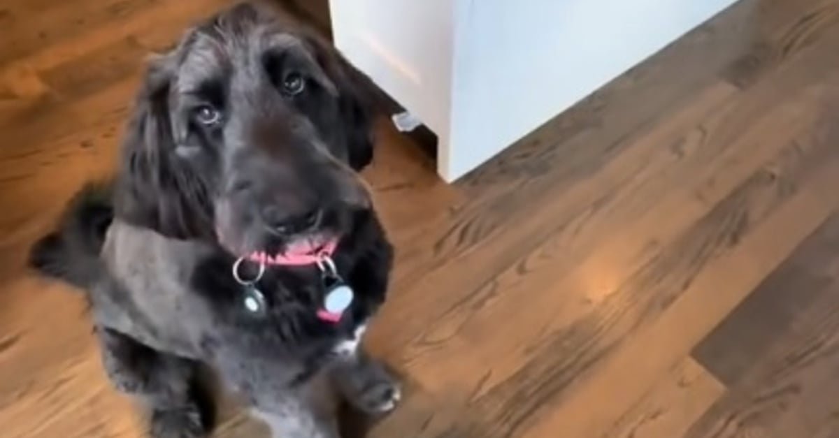 Un détail sur son passé explique pourquoi cette chienne adoptée ne leur obéissait pas (vidéo)
