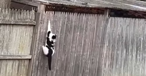 Après un sauvetage, une femme au grand coeur reconnaît une chatte errante qu'elle nourrissait dans la rue et lui offre une nouvelle vie