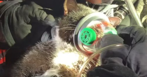 Un camping car prend feu avec un chat à l'intérieur, les pompiers font l'impossible pour le sauver (vidéo)