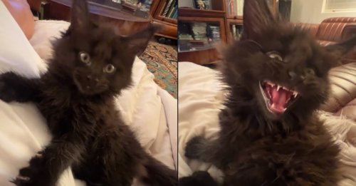 Le miaulement singulier de ce chaton Maine Coon laisse les internautes sans voix (vidéo)
