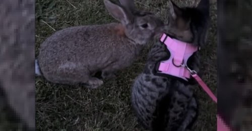 Une chatte d'intérieur en promenade se lie d'amitié avec un lapin dans une scène digne d'un film Disney (vidéo)